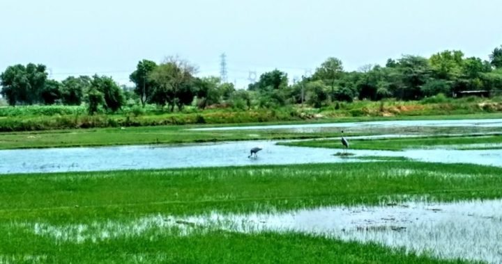 लॉक डाउन से भारतीय अर्थव्यवस्था के औंधे मुँह गिरने के आसार