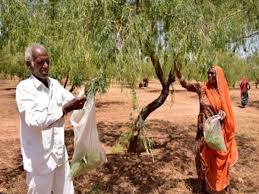 स्थानीय फलों में छिपा लंबी उम्र का राज़