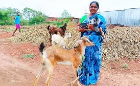 बकरी पालन में नई उम्मीद और सरकारी योजनाओं का सहारा