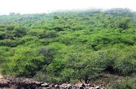 रेगिस्तान की हरियाली का भ्रम, विलायती बबूल की कहानी