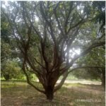 बिहारो का पेड़: स्त्री स्वाभिमान का प्रतीक